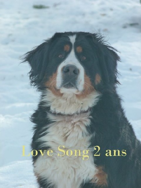 Love song du bois de Sassy