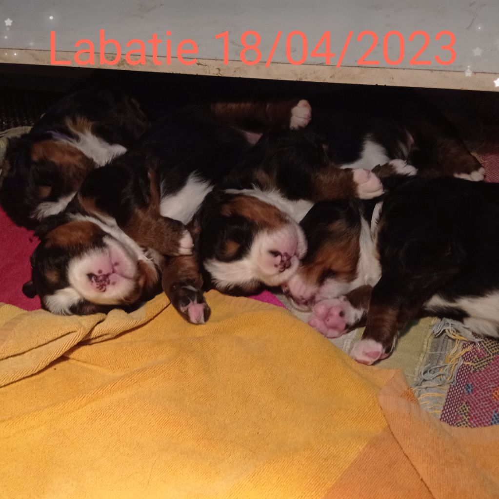 chiot Bouvier Bernois Du Chateau De Labatie