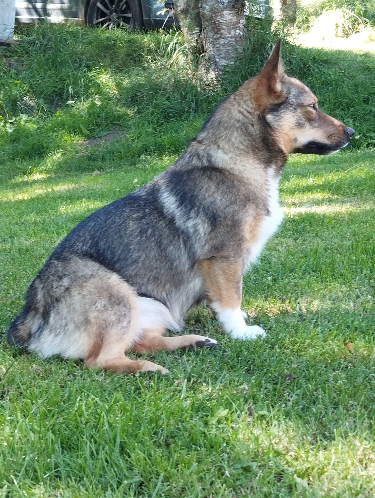 Tiwaz lupa Des pins ardéchois