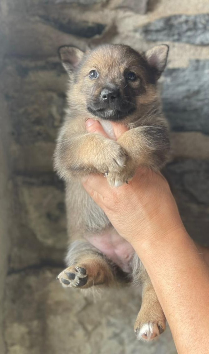 Du Chateau De Labatie - Chiots disponibles - Spitz des Visigoths