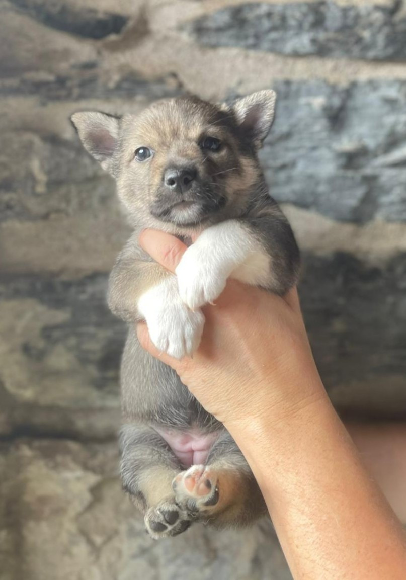 Du Chateau De Labatie - Chiots disponibles - Spitz des Visigoths