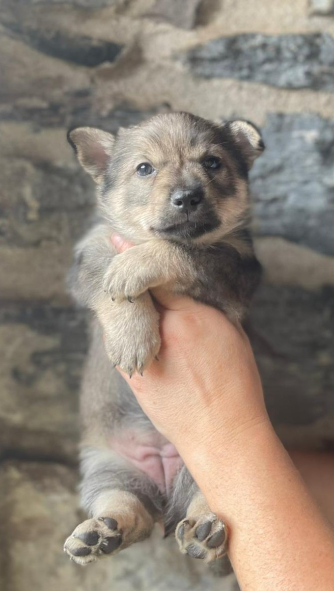 Du Chateau De Labatie - Chiots disponibles - Spitz des Visigoths