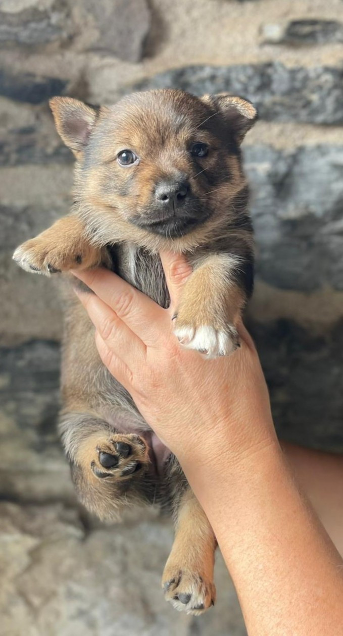 Du Chateau De Labatie - Chiots disponibles - Spitz des Visigoths