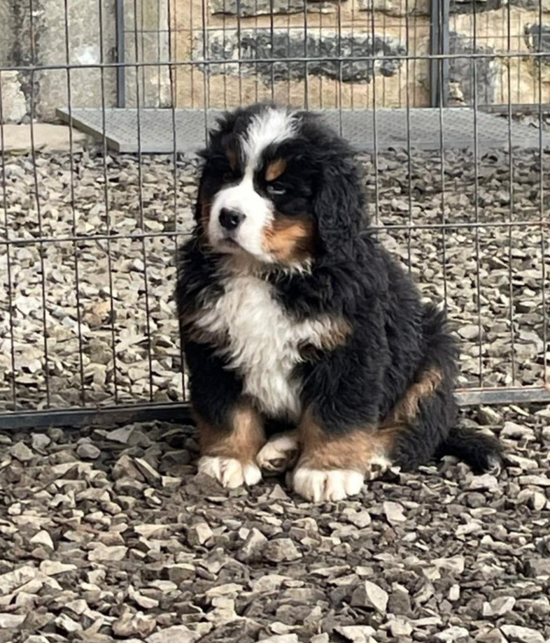 Du Chateau De Labatie - Chiots disponibles - Bouvier Bernois