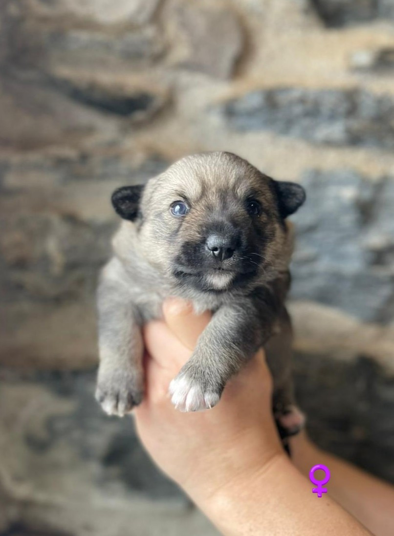 Du Chateau De Labatie - Chiots disponibles - Spitz des Visigoths