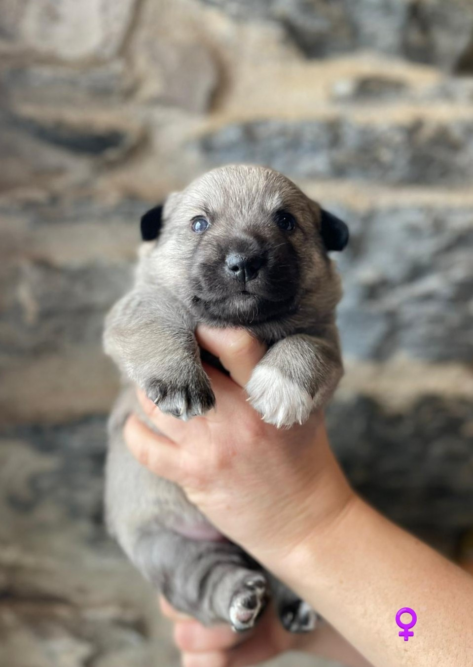 Du Chateau De Labatie - Chiots disponibles - Spitz des Visigoths