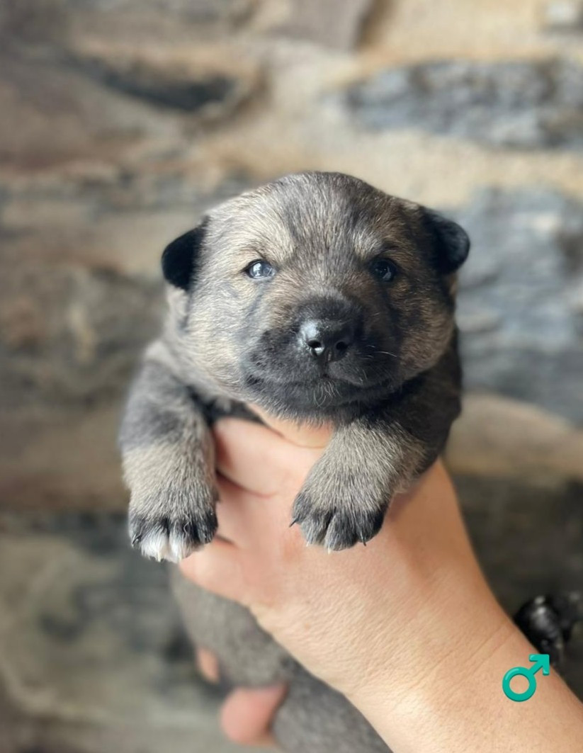 Du Chateau De Labatie - Chiots disponibles - Spitz des Visigoths