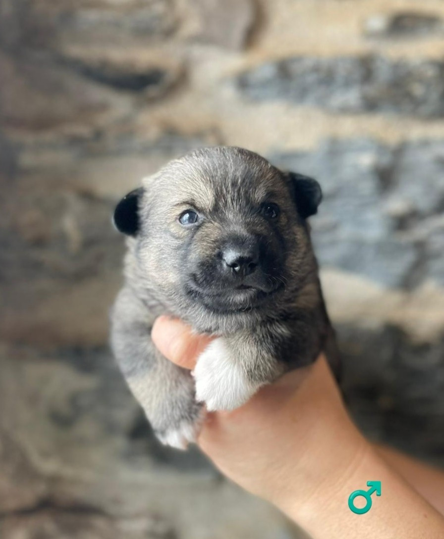 Du Chateau De Labatie - Chiots disponibles - Spitz des Visigoths