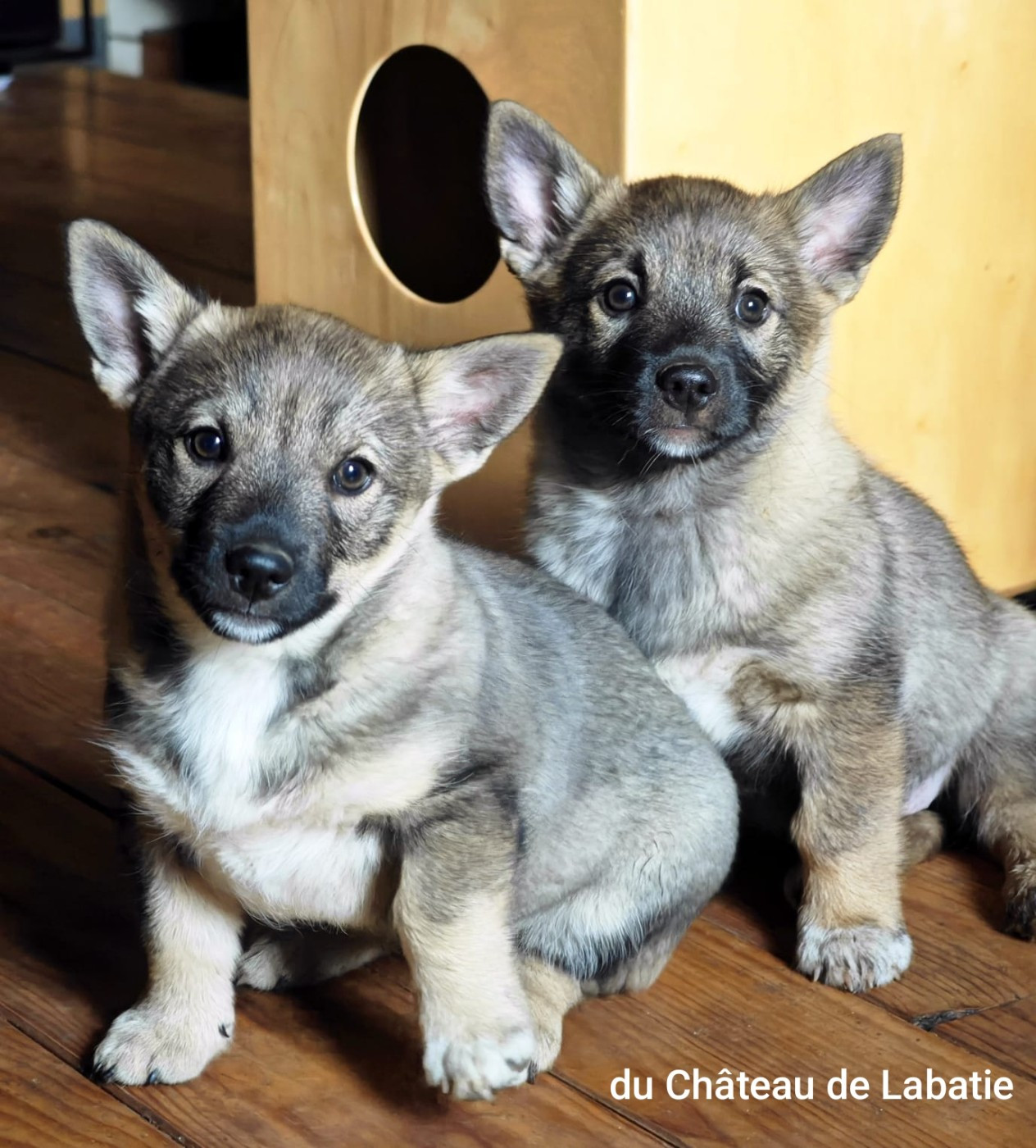 Du Chateau De Labatie - Chiots disponibles - Spitz des Visigoths
