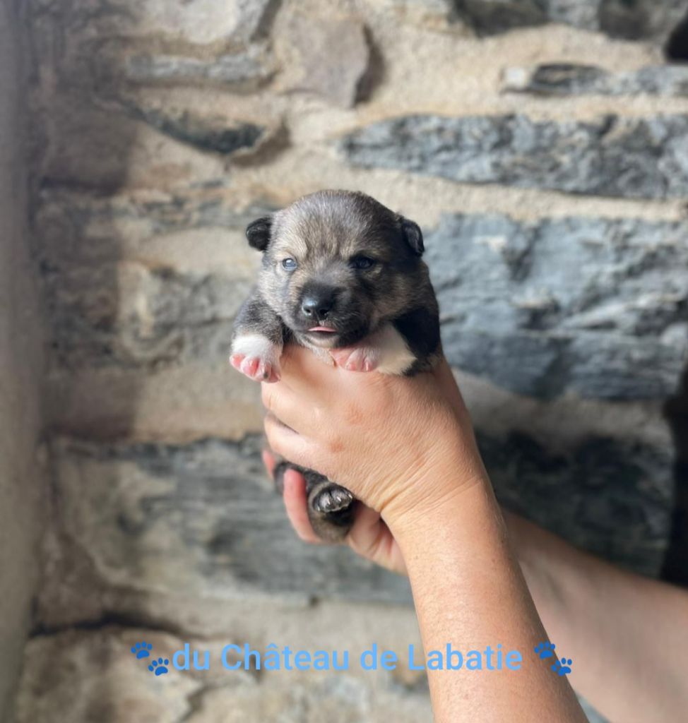 Du Chateau De Labatie - Chiots disponibles - Spitz des Visigoths