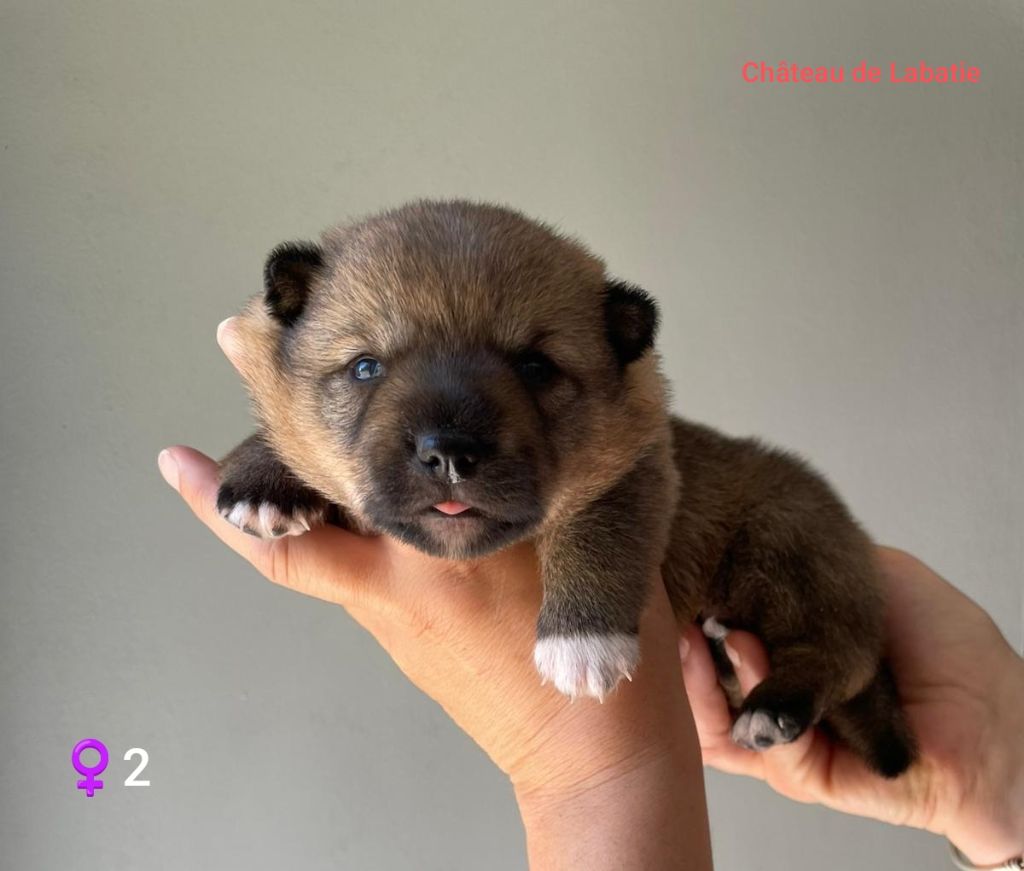 Du Chateau De Labatie - Chiots disponibles - Spitz des Visigoths