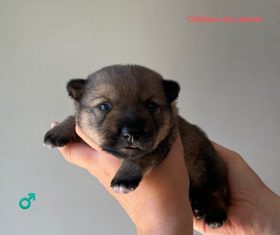 Du Chateau De Labatie - Chiots disponibles - Spitz des Visigoths