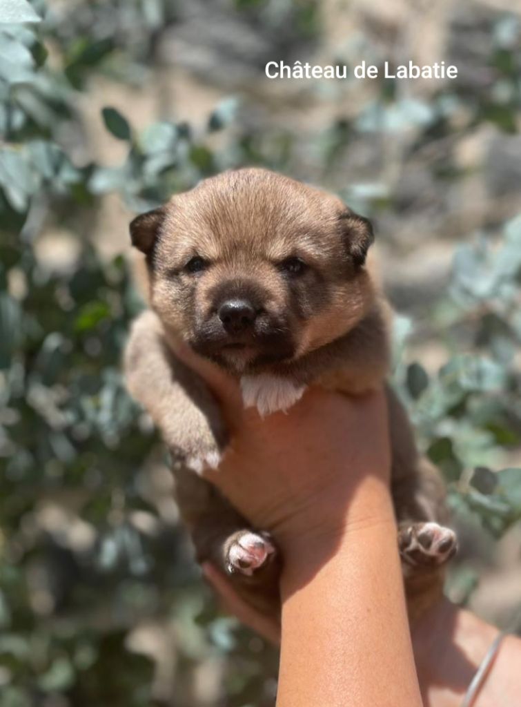 CHIOT