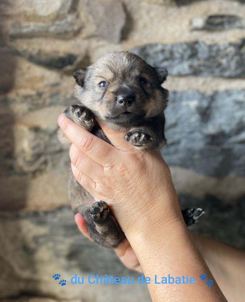 Du Chateau De Labatie - Chiots disponibles - Spitz des Visigoths