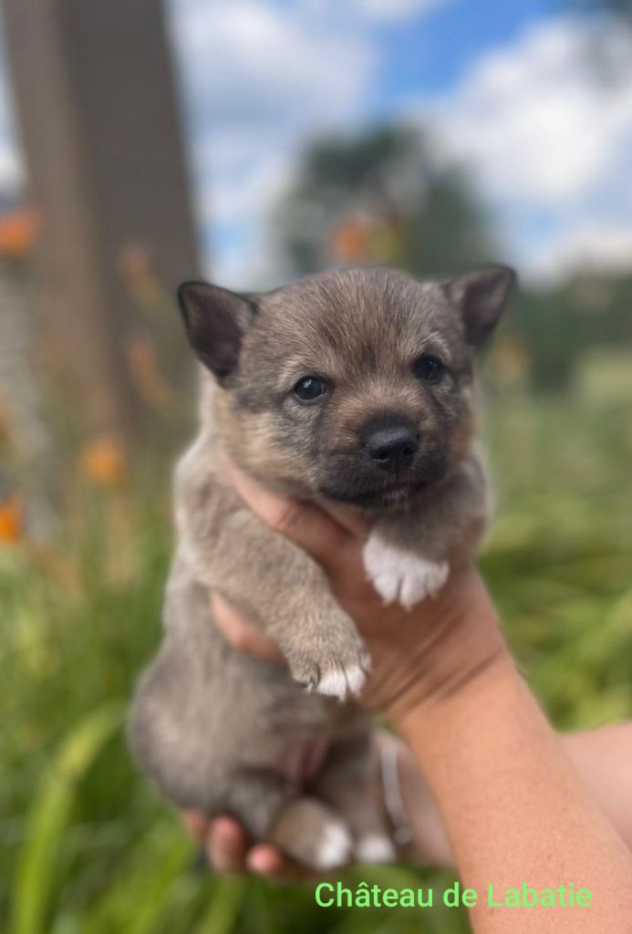 Du Chateau De Labatie - Chiots disponibles - Spitz des Visigoths