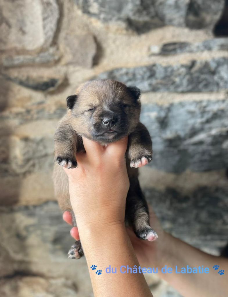 Du Chateau De Labatie - Chiots disponibles - Spitz des Visigoths