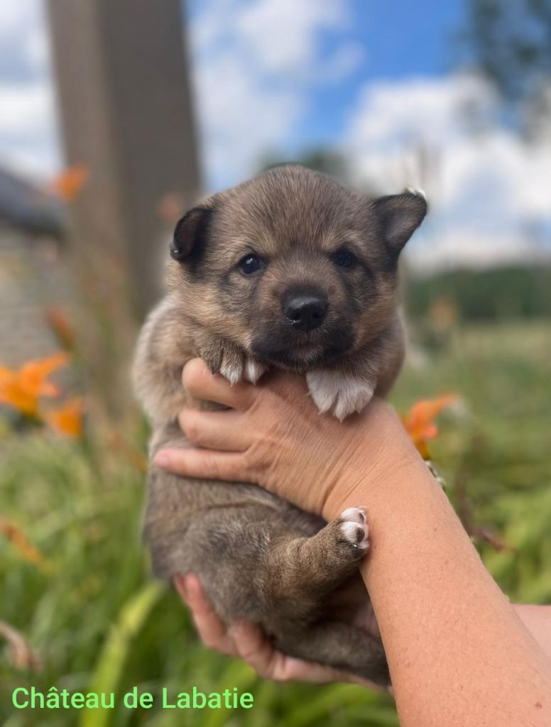 Du Chateau De Labatie - Chiots disponibles - Spitz des Visigoths