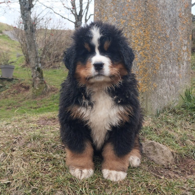 Apollon du Château de Labatie