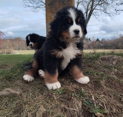 A'Kali du Château de Labatie