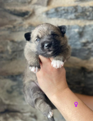 B. du Château de Labatie