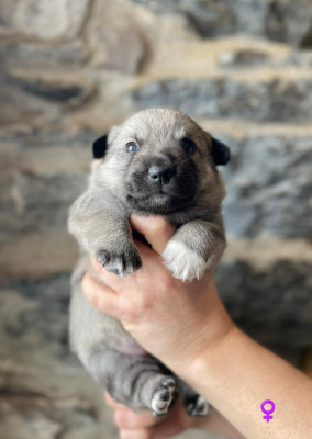 B. du. Château de Labatie