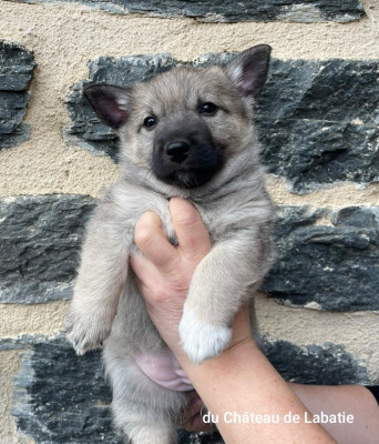 Blue Lupa du. Château de Labatie