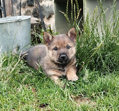 CHIOT