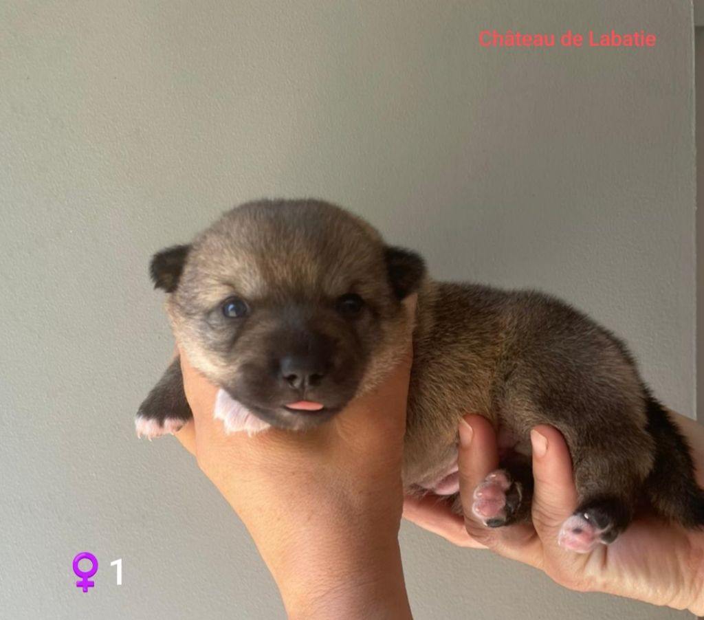 Du Chateau De Labatie - Chiots disponibles - Spitz des Visigoths
