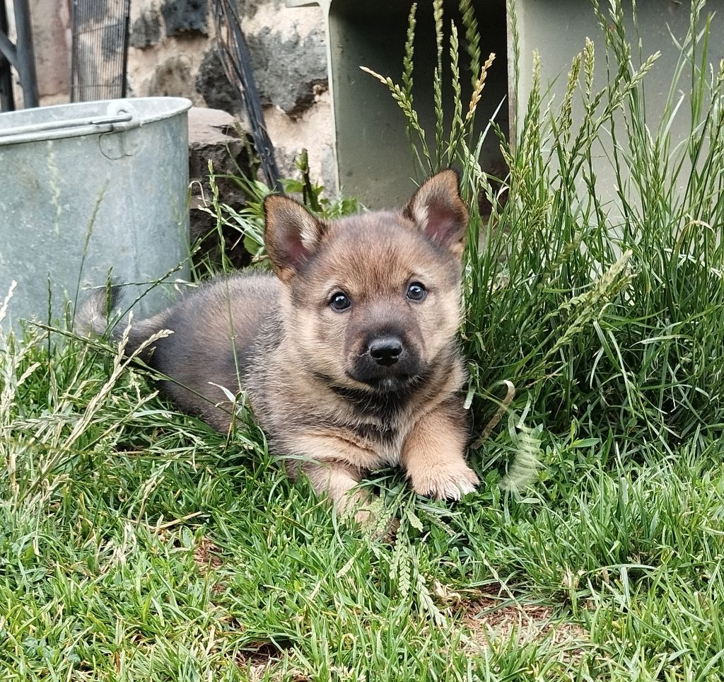 Du Chateau De Labatie - Chiots disponibles - Spitz des Visigoths