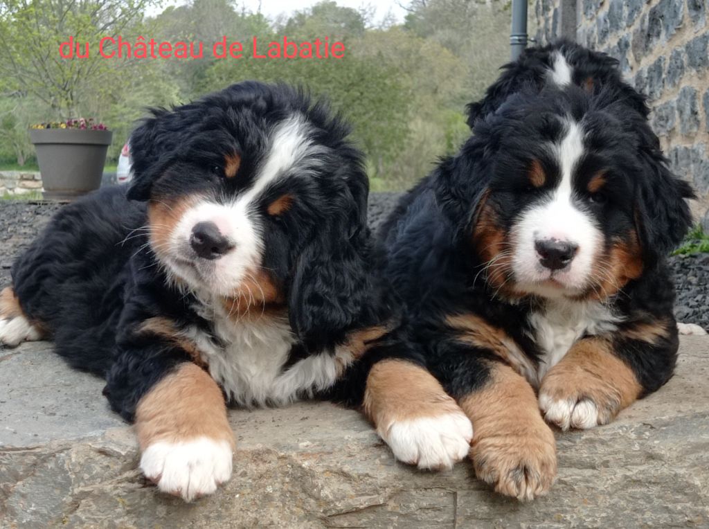 Accueil Elevage Du Chateau De Labatie Elevage Familial De Chiens 